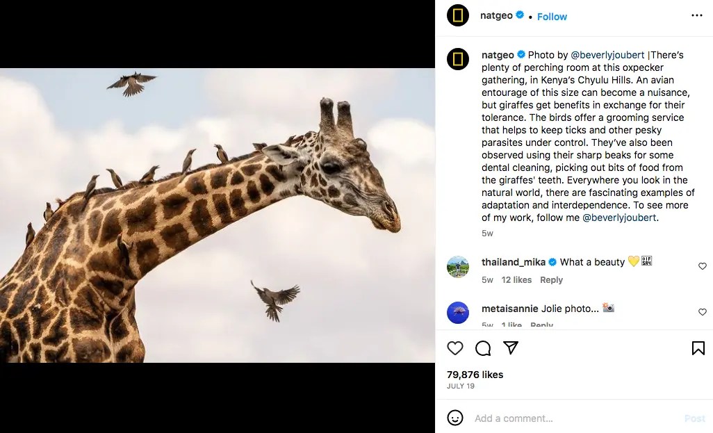 An example of a Nat Geo caption providing context, history, and scientific insights into the wildlife